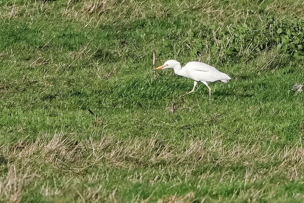 Cattle Egret feeding on Ham Marshes. There were three together initially, but had increased to five on my return.