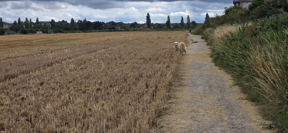 Our Golden Retriever, Nell, still loves a long walk at 11 years old. Over 5 miles today!

We're on the home leg here walking past the Sewage Farm from where we were hearing Yellowhammer today.