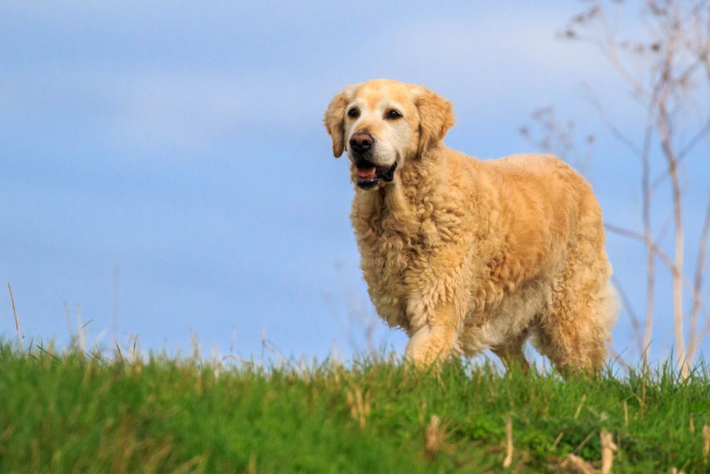 Our Golden Retriever enjoys her walks along the seawall. She is bird friendly and has been trained to not chase or disturb roosting birds and other wildlife. She's heading back for a biscuit!