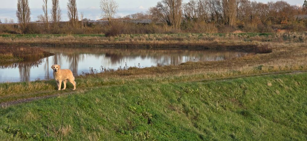Golden Retriever standing on Faversham Creek seawall with bend of Creek and attractive scenery behind her.

Our Golden Retriever never wanders far. She had been watching Teal and Mallard in the creek as I took this photo. Never once did she make any attempt to chase and disturb them! 

Nell is a 'birdwise' dog and I am proud of her for such exceptional behaviour. Treats are on us tonight! 💜 