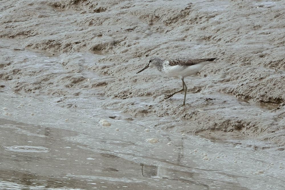 Greenshank feeding along Faversham Creek edge on incoming tide