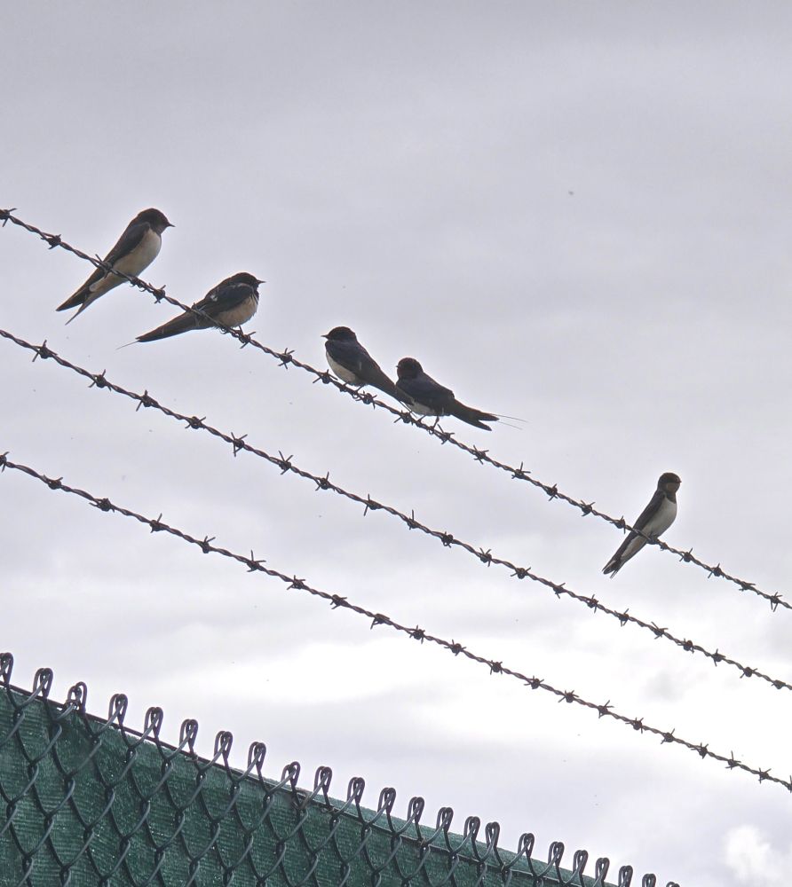 Swallows gathering around the Sewage Farm #FavershamCreek 