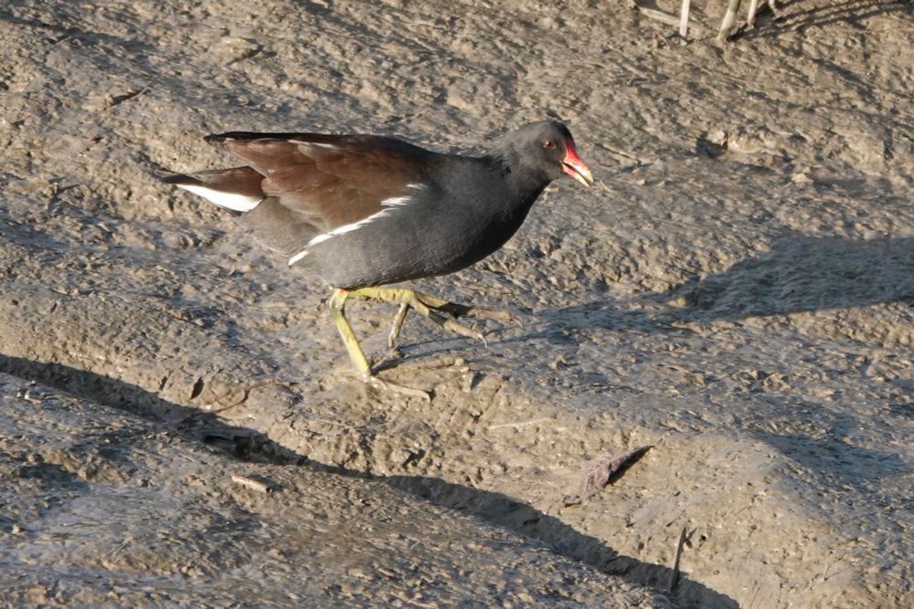 Moorhen feeding along the creek. A plentiful species, seen most days here.