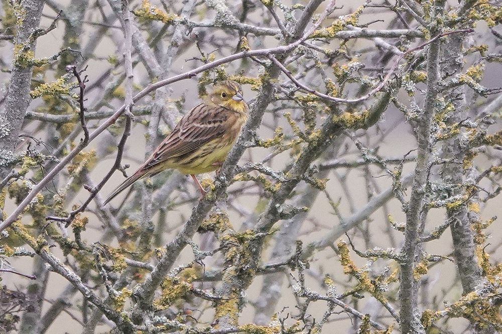 One of four Yellowhammer seen today in scrub alongside seawall.