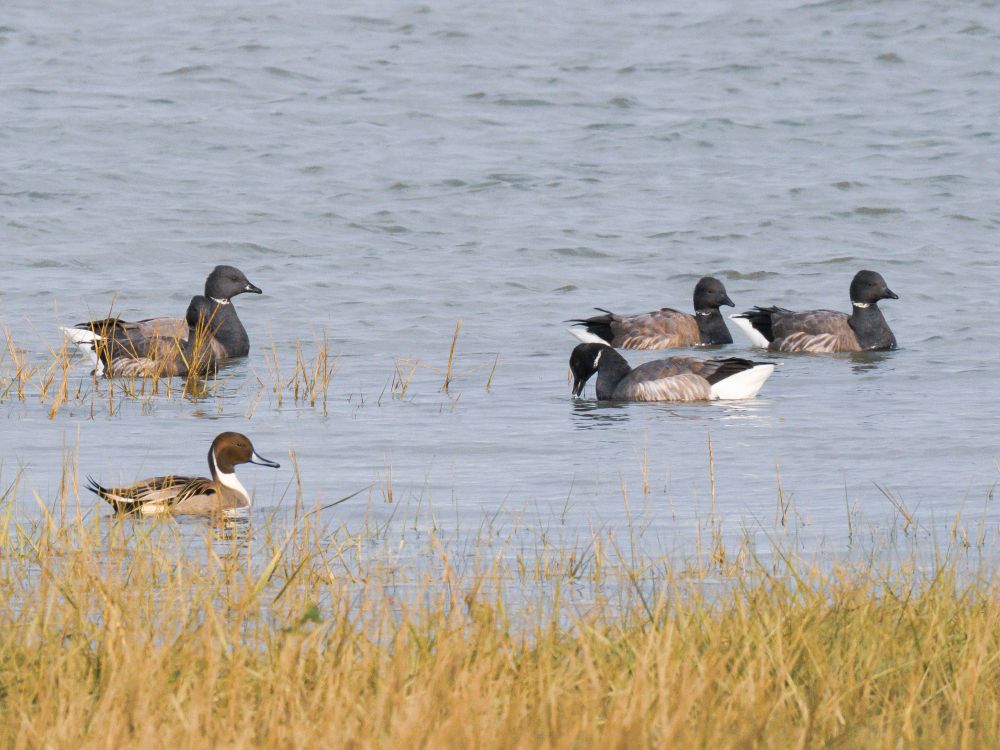 Adult Dark-bellied Brent Geese with a single male Pintail. 