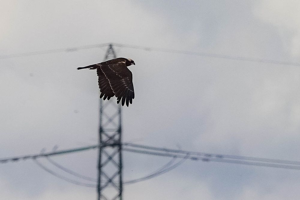 Marsh Harrier quartering Ham Marshes, photographed across the creek. Unfortunately, an electrical pylon dominates the background