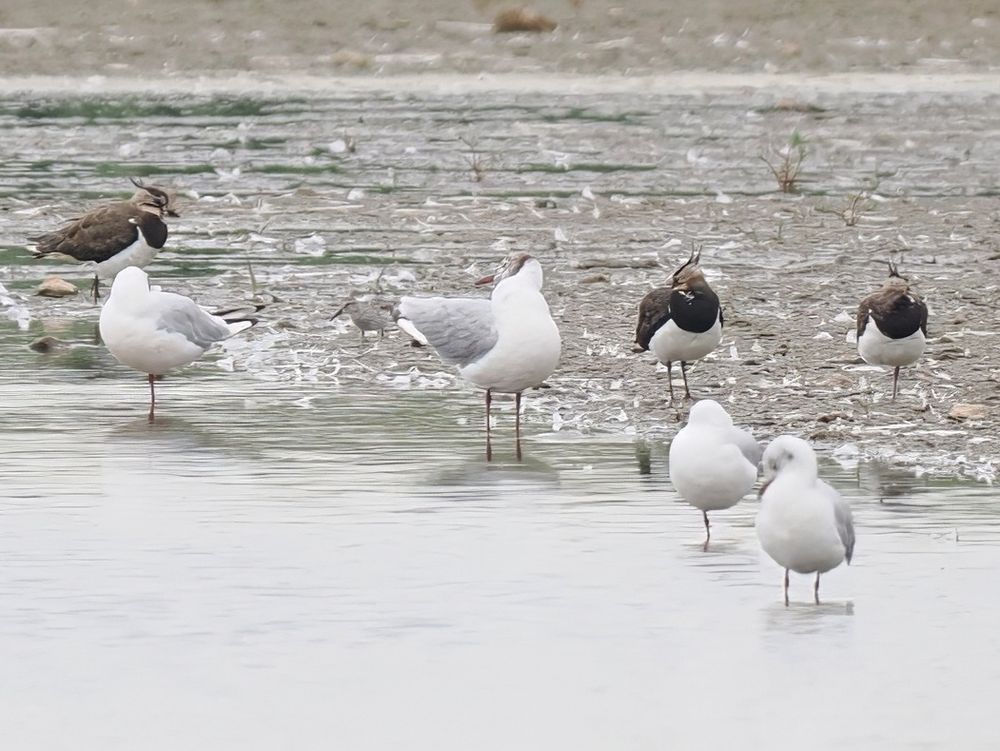 Record crop of distant White-rumped Sandpiper, Oare Marshes 