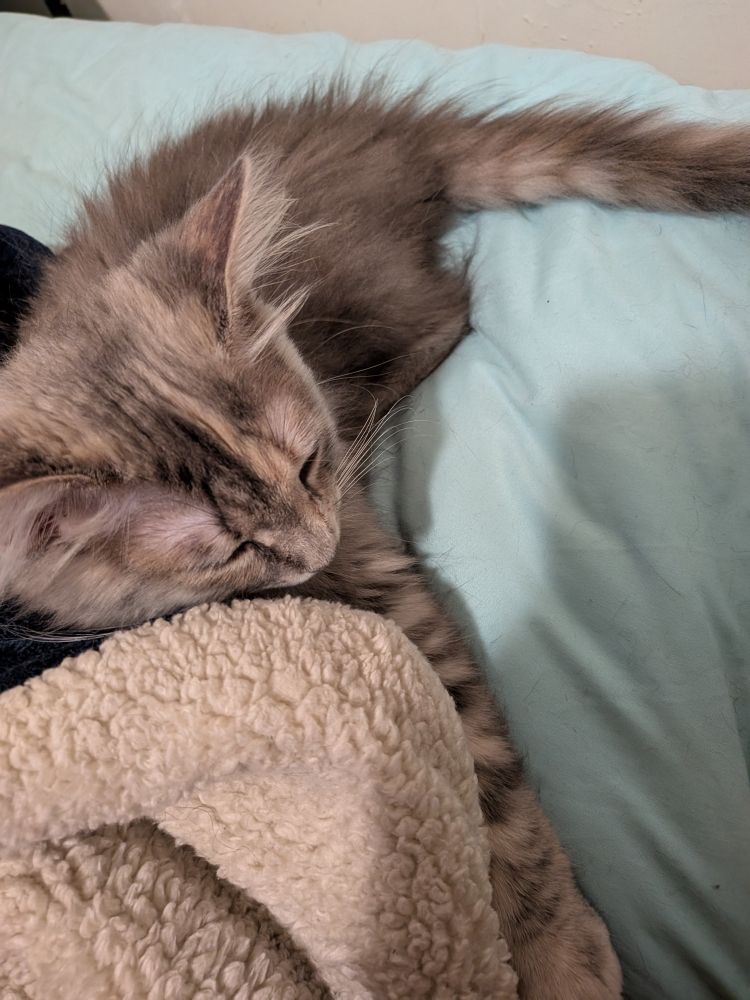 A grey kitten is seen sleeping on a bed that has mint green sheets and a cream blanket