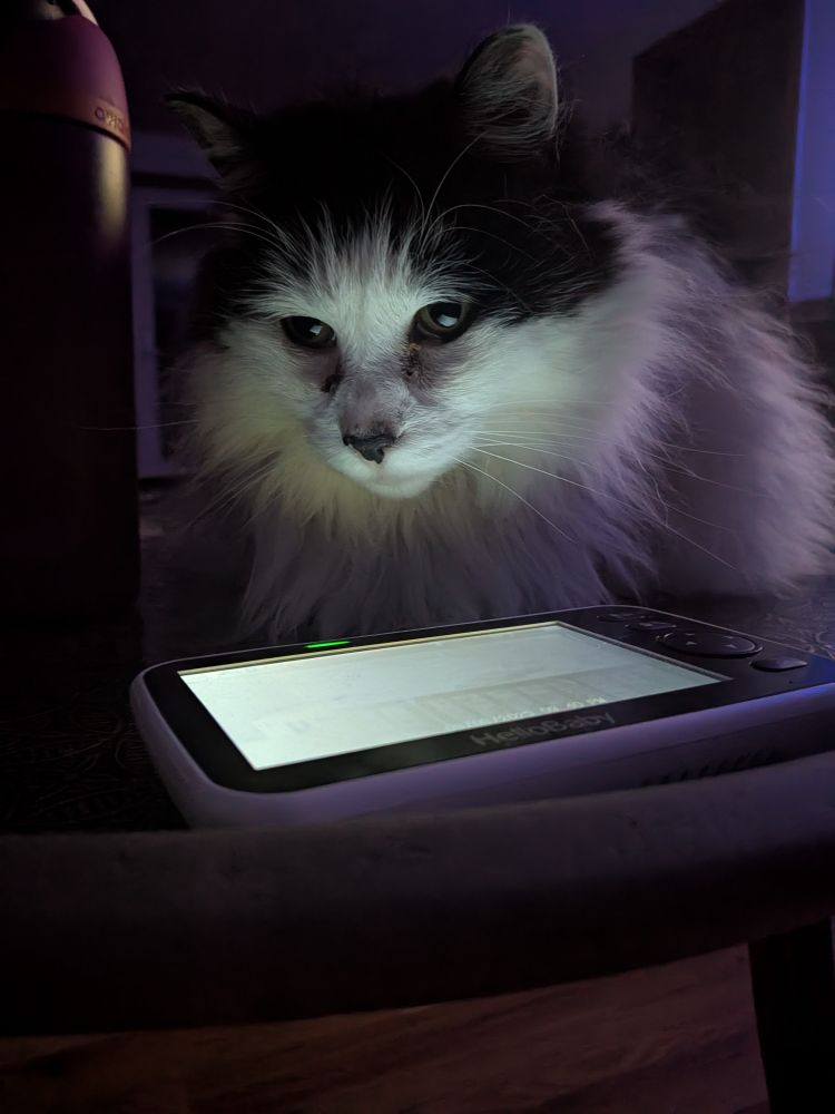Otis the cat perched on a table staring down at the screen of a child monitor that illuminate's his face.