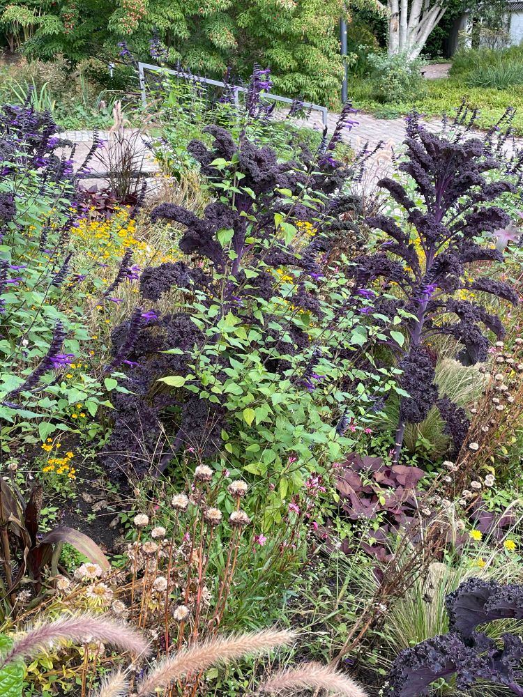 Purple kales planted in flower bed with purple salvia and grasses