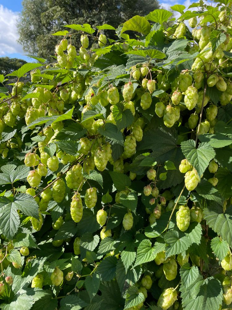 Hop plant in flower