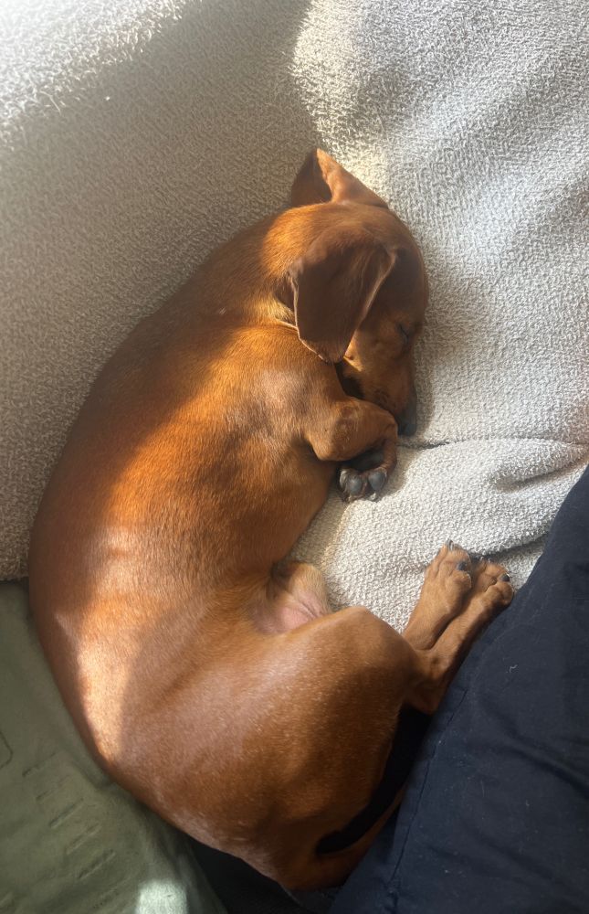 A little red dachshund asleep with his head tucked into his paws on a couch in the sun. Some dude’s leg to the side. 