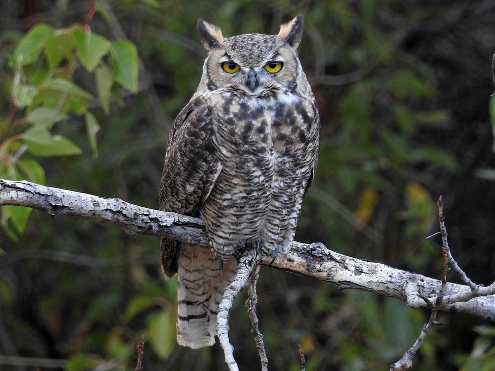 Check out this bird - Great Horned Owl