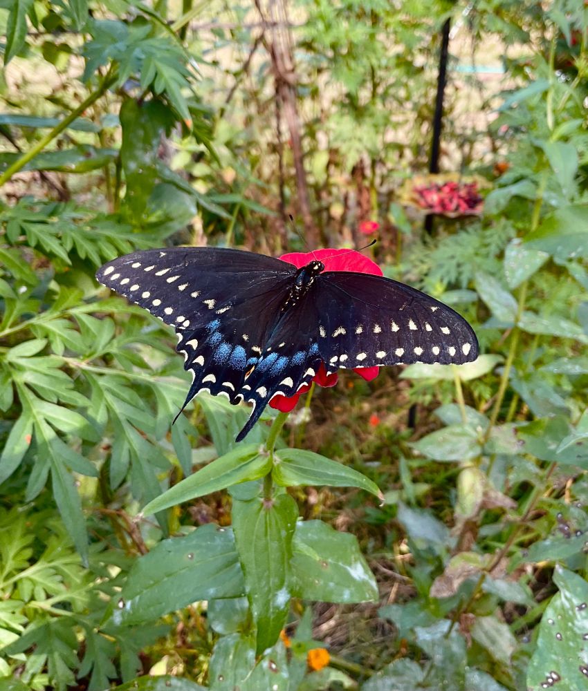 Black Swallowtail Butterfly