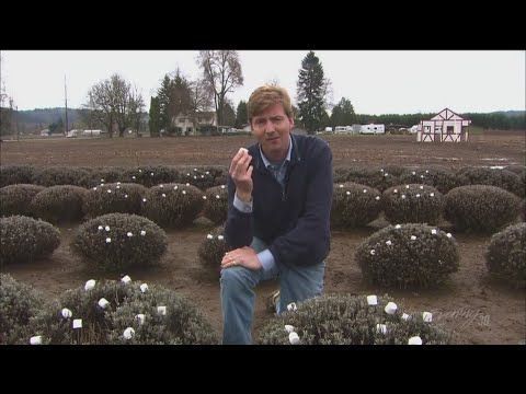 Marshmallow farming the fields of Puyallup - KING 5 Evening