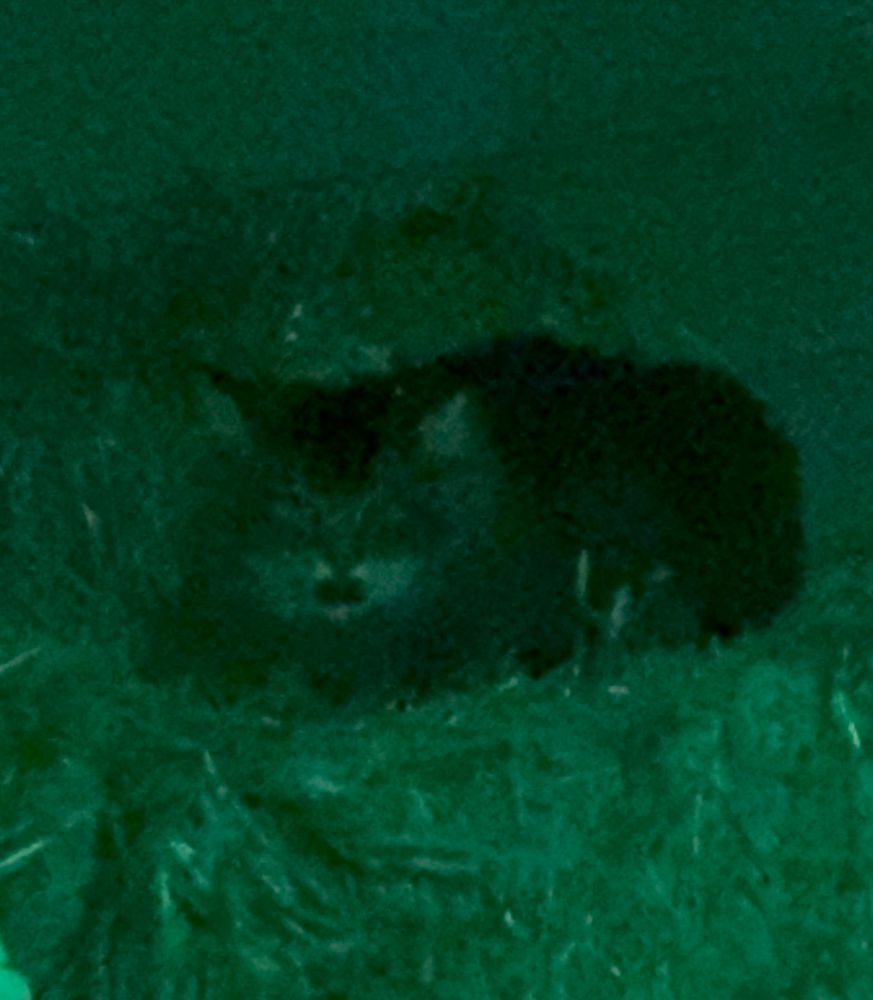 Long hair cat sleeps on straw bales 