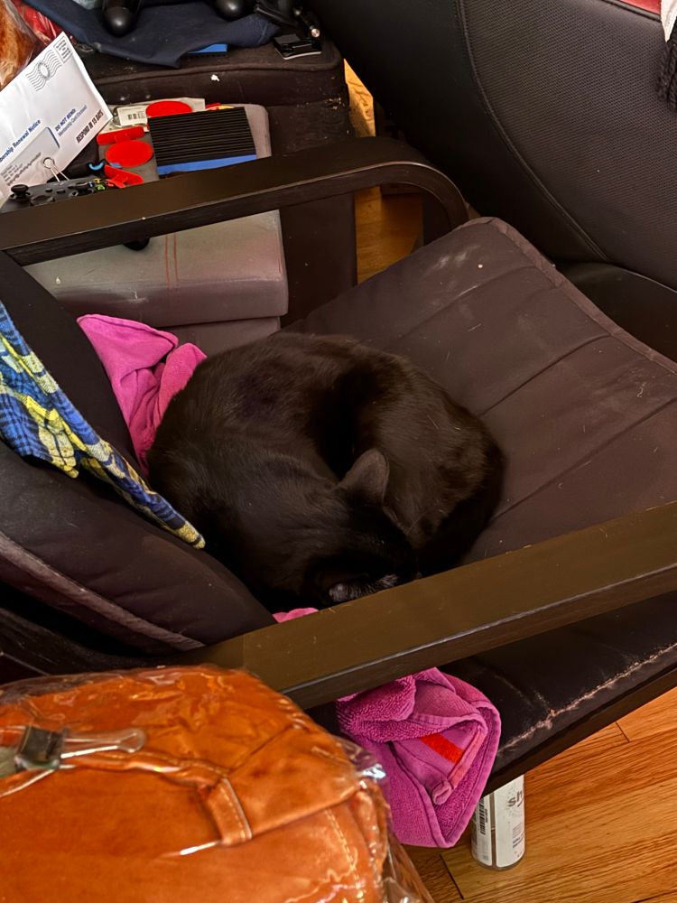 Black cat sleeps in black chair. iPhone provides more contrast than human eyes. 