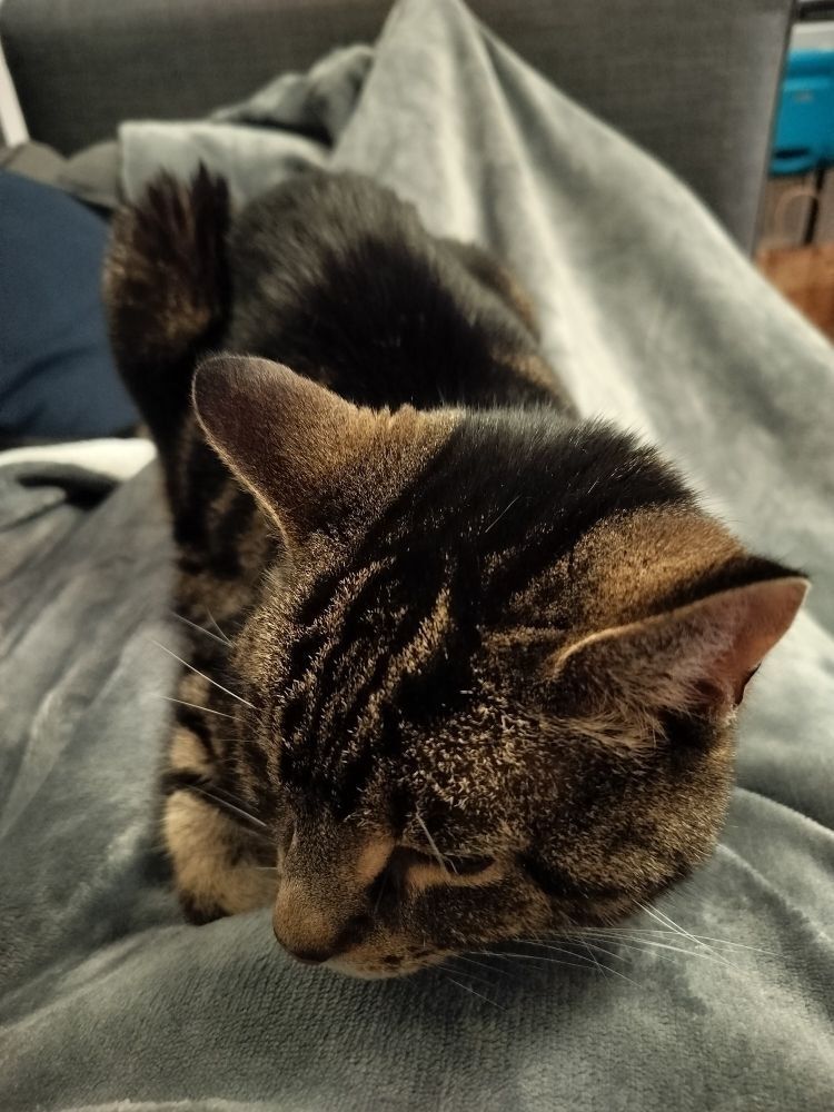 A picture of a domestic short hair cat called pi on a grey blanket. 