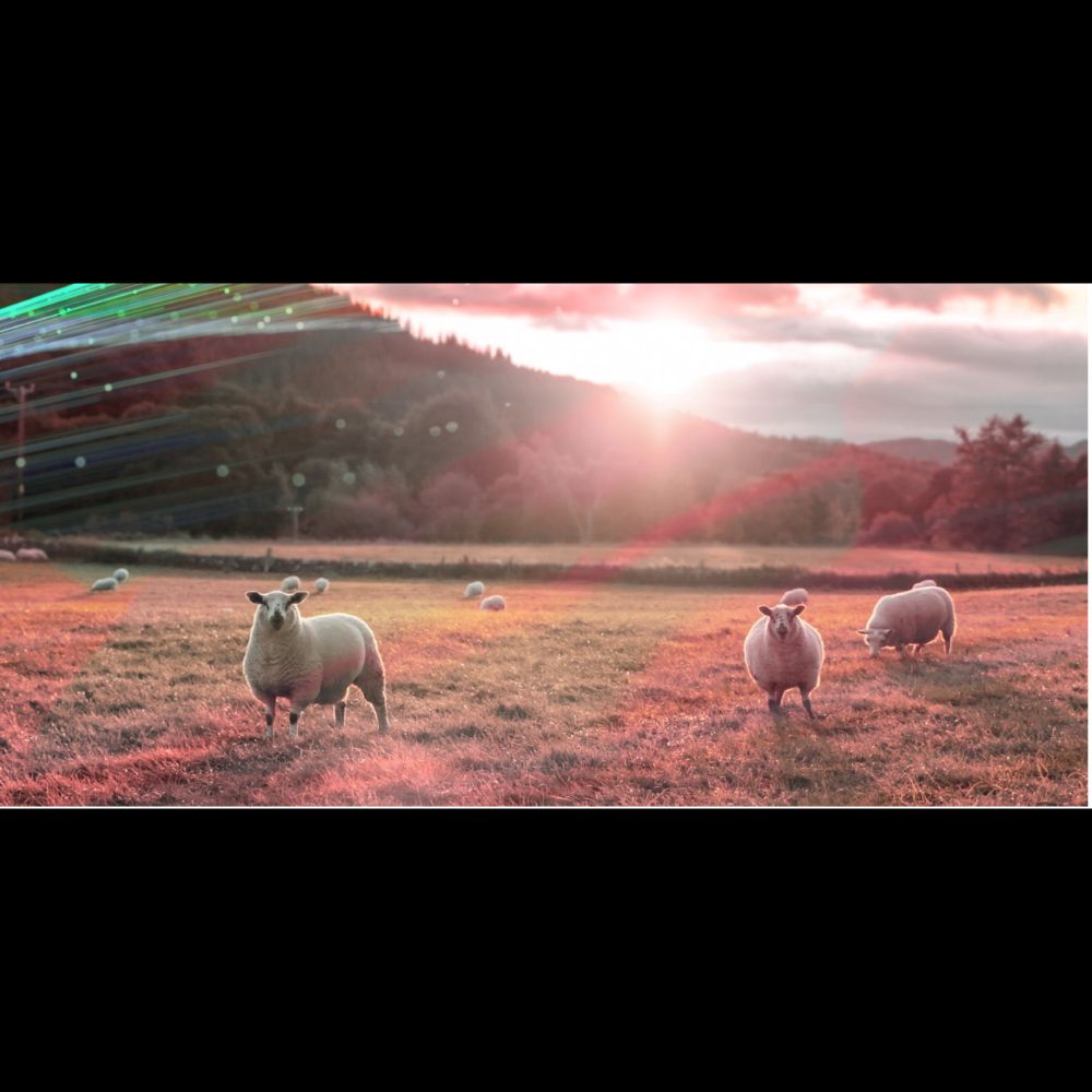 Wool Innovation Showcase – A Smart Technical Fibre - Innovate UK KTN