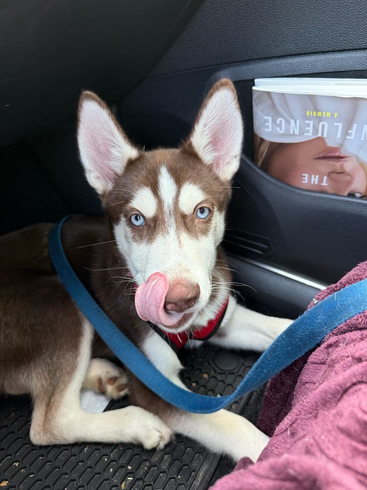Brown husky puppy 