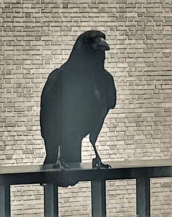Crow staring through window. 
