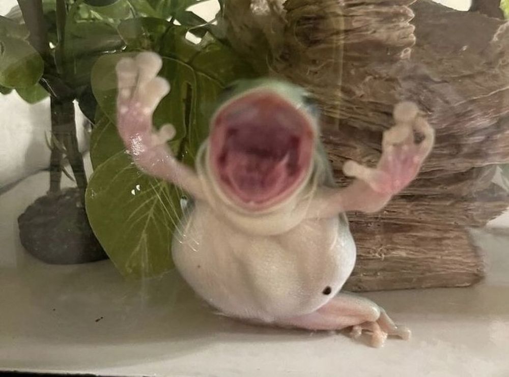 Comment image