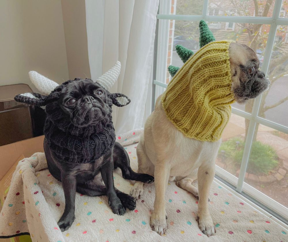 Pugs Henry (fawn) and Luna (black) wearing silly crochet animal hoods.