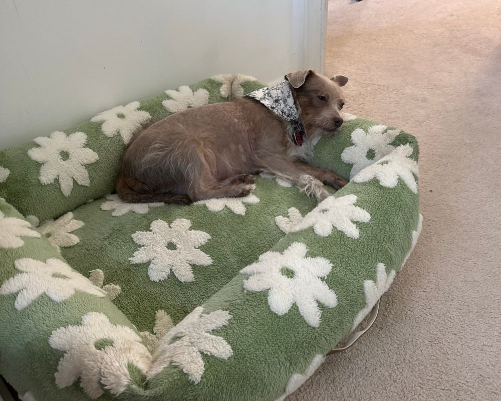 Dog 1 in a dog bed (our friend’s dog)