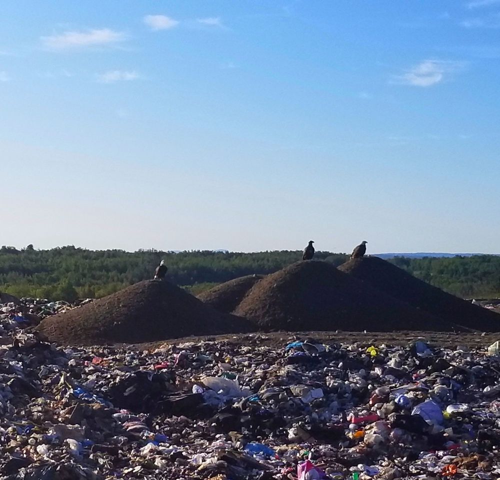Three eagles, each atop their own pile of garbage