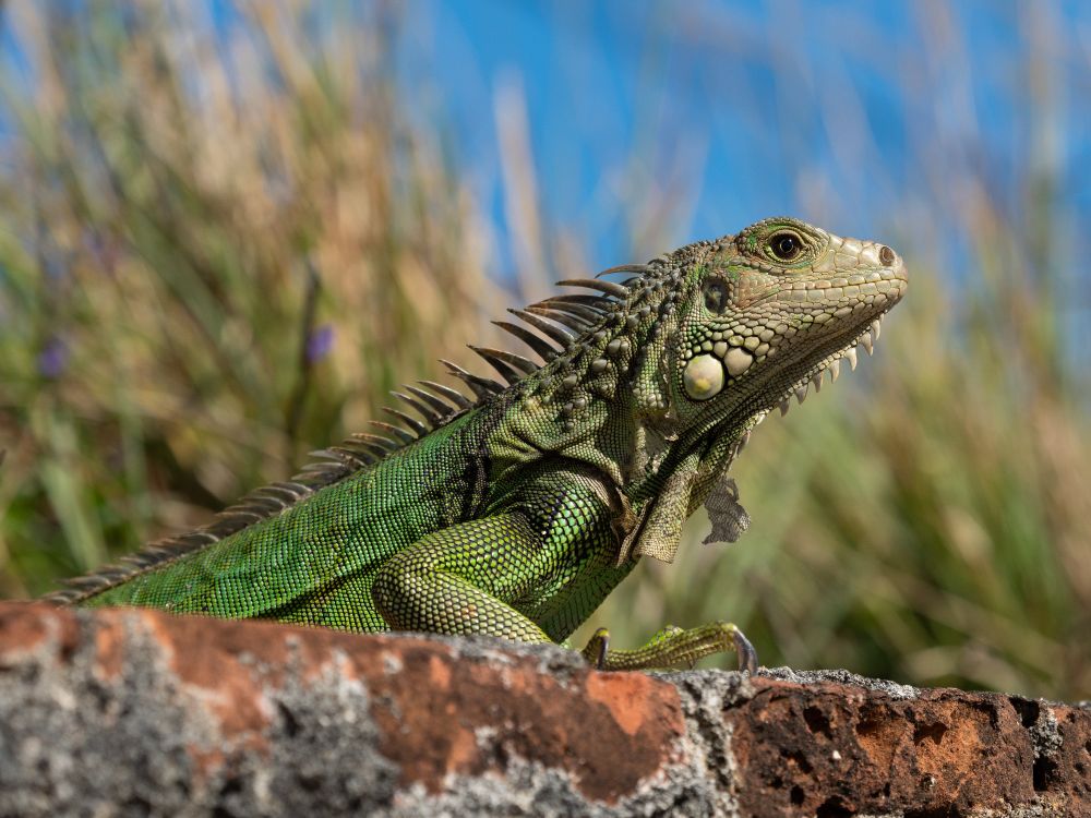 A green iguana. 
