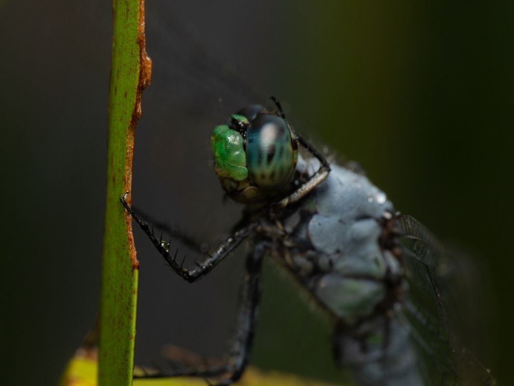 A blue skimmer dragonfly.