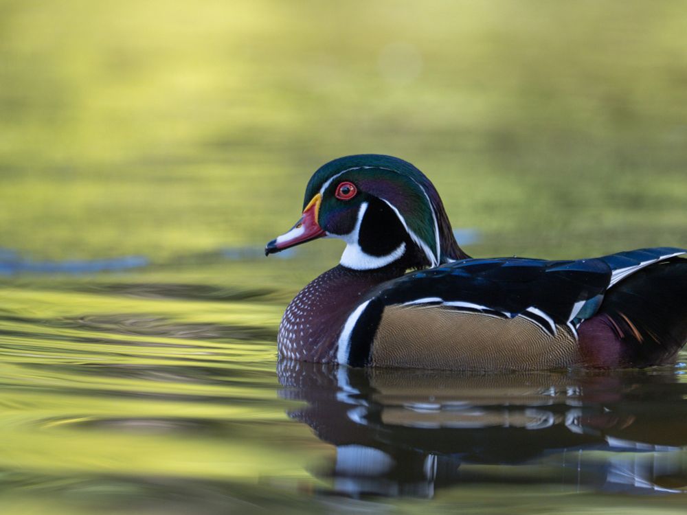 A wood duck (Aix sponsa)