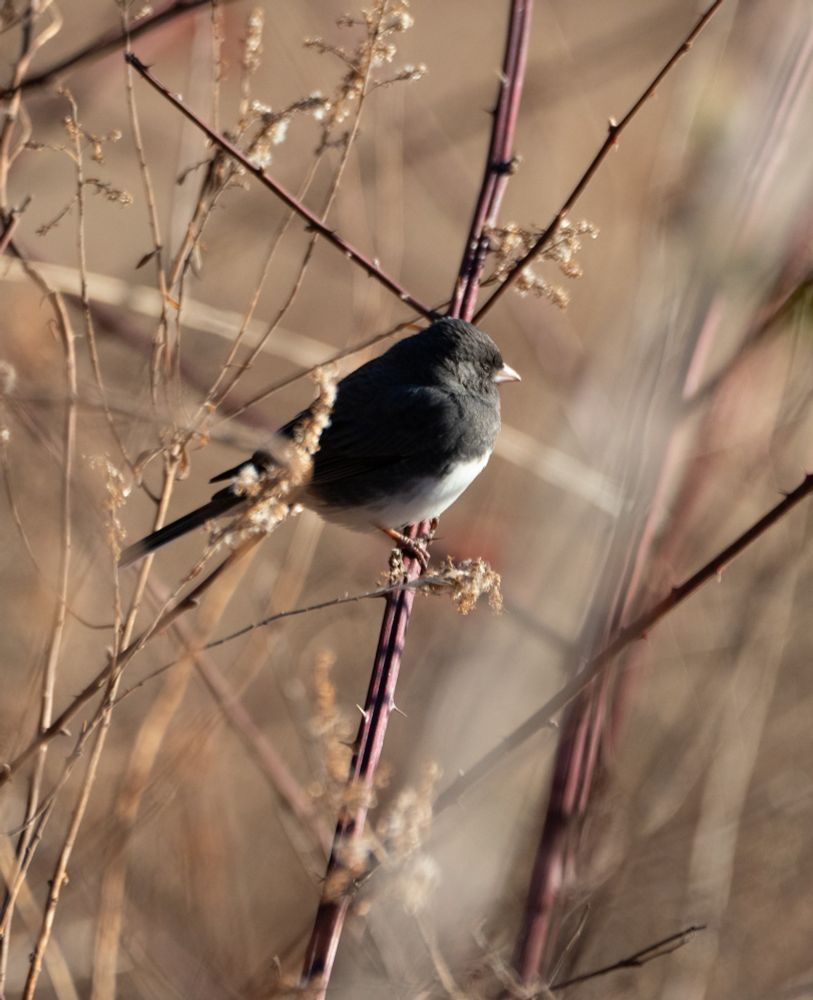 A dark eyed junco (Junco hyemalis)