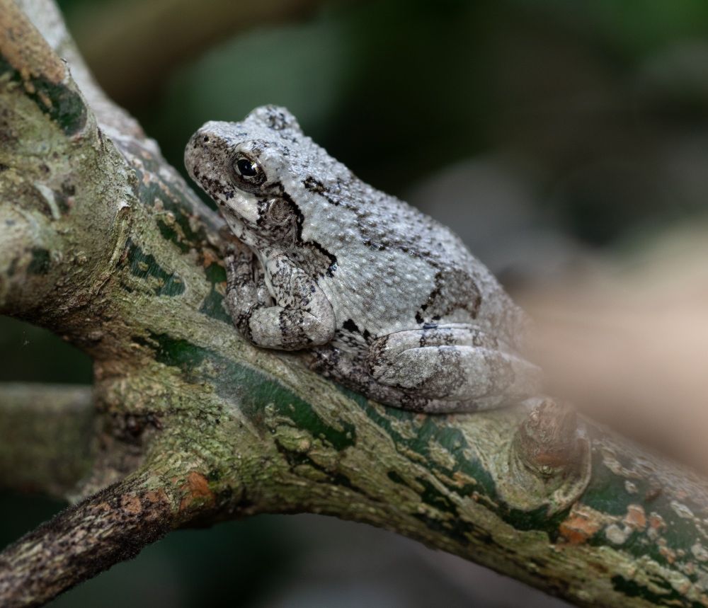 A Cope's gray tree frog (Dryophytes chrysoscelis)