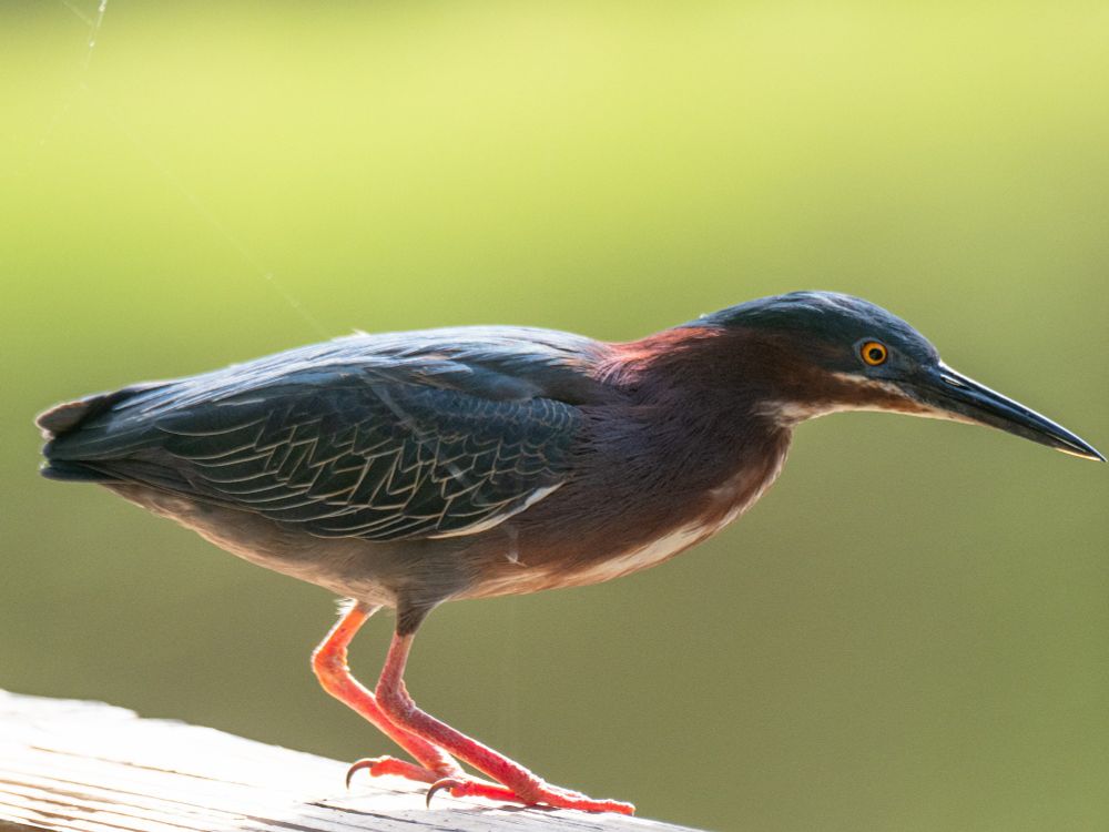 A green heron.