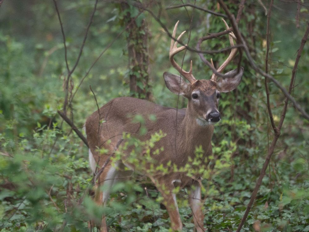 A male whitetail deer.
