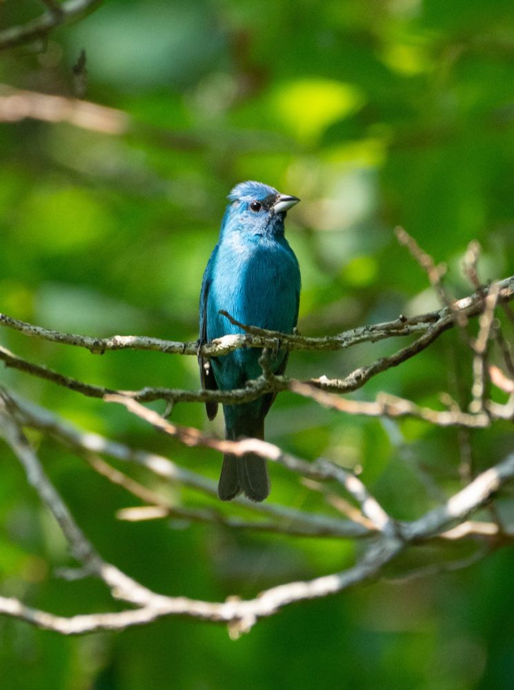 An indigo bunting.