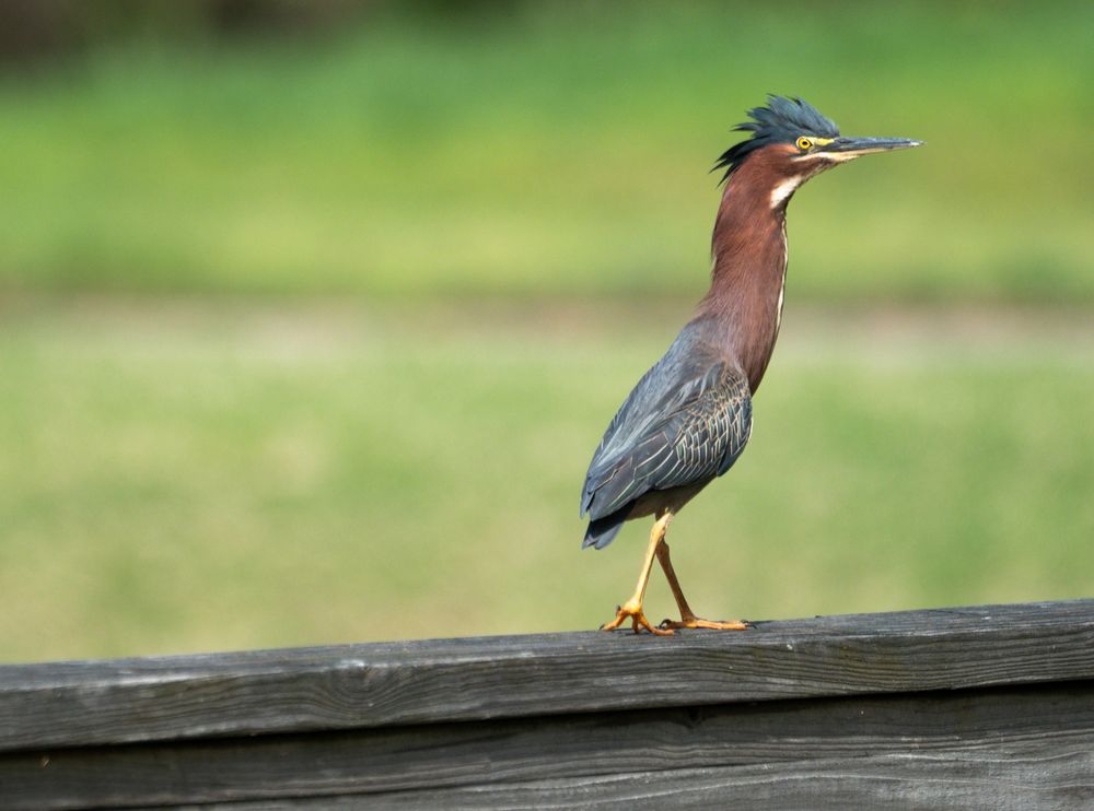 Green heron.