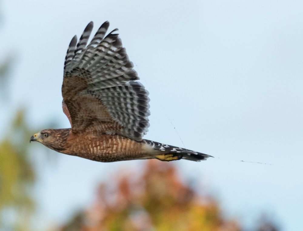 A red shouldered hawk.