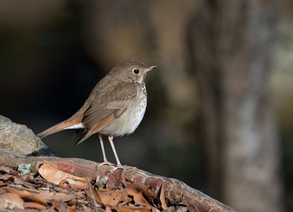 A hermit thrush (Catharus guttatus)