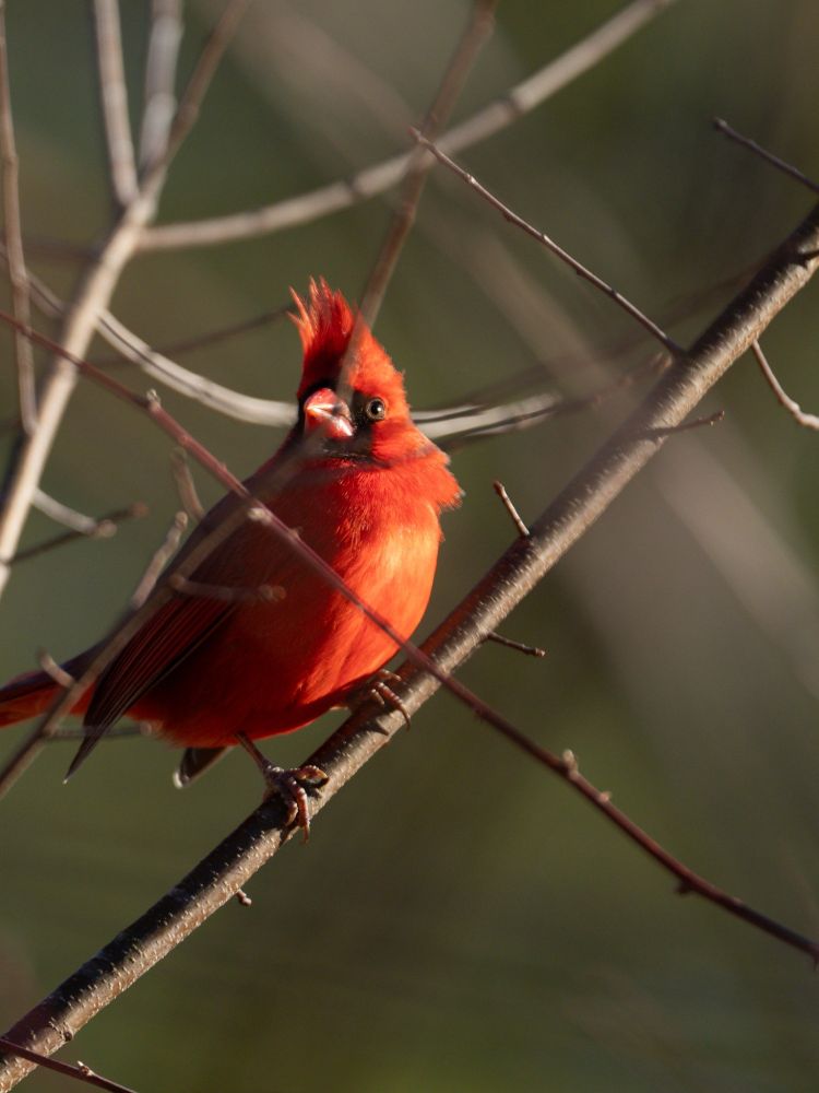 A northern cardinal.