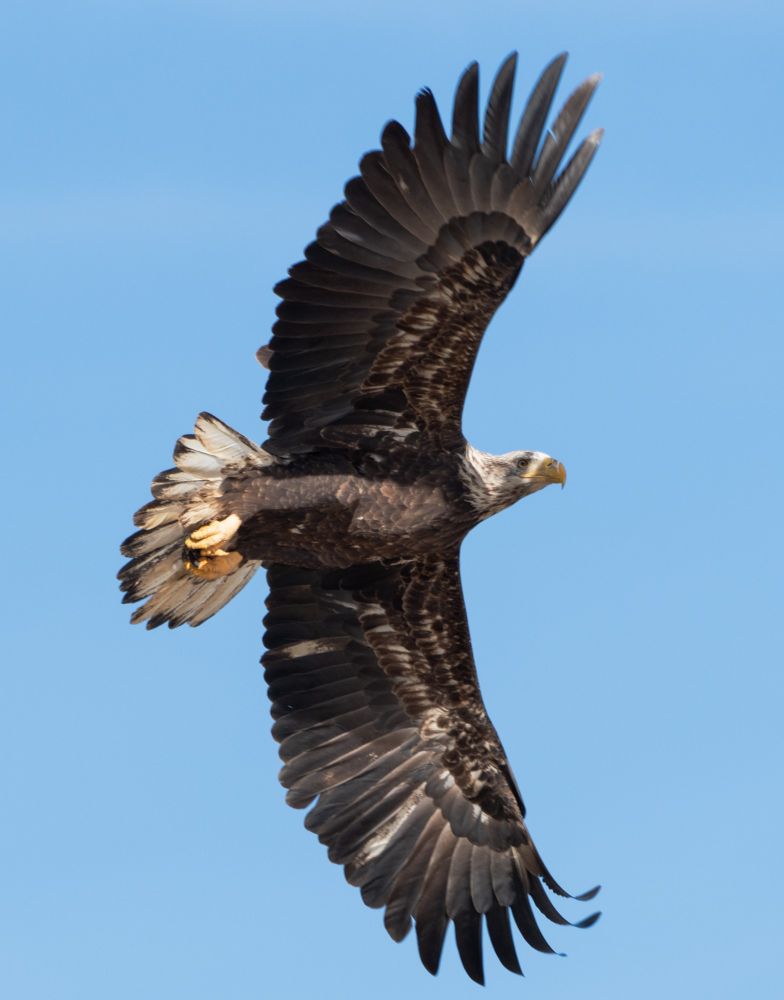 A bald eagle.