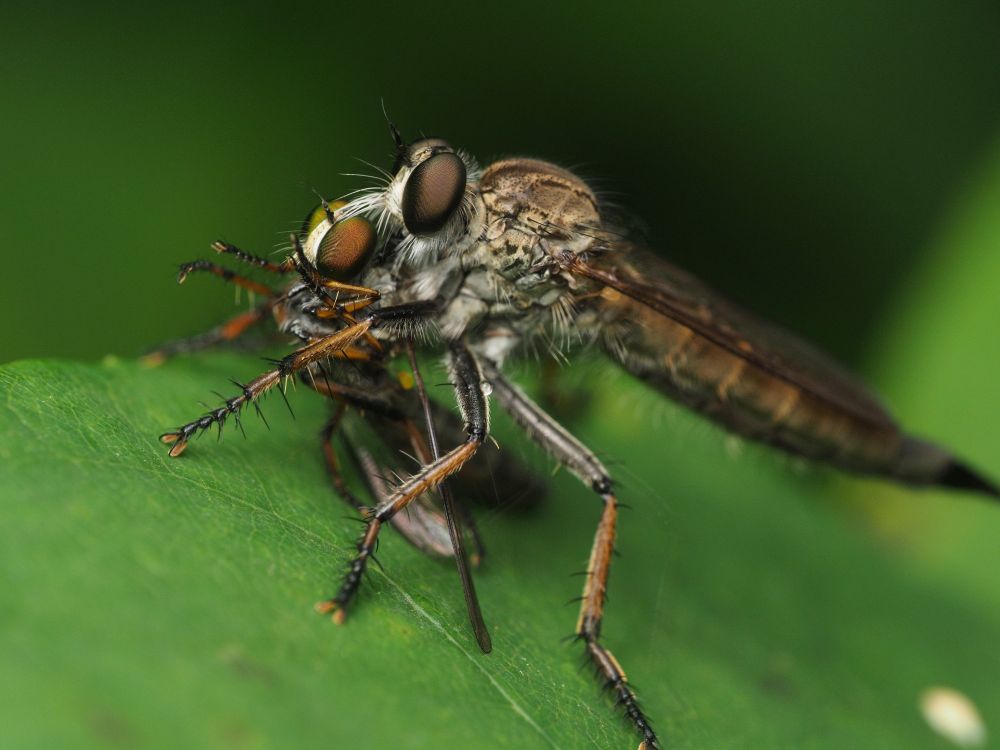 A robber fly cannibalizing another robber fly.