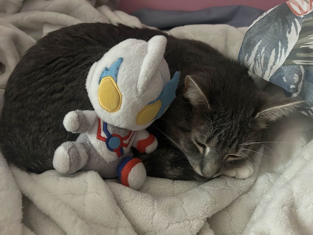 Ultraman Blazar fuwa next to rufus the grey tabby cat. he is curled up in a ball shaped sleeping ontop of a blanket