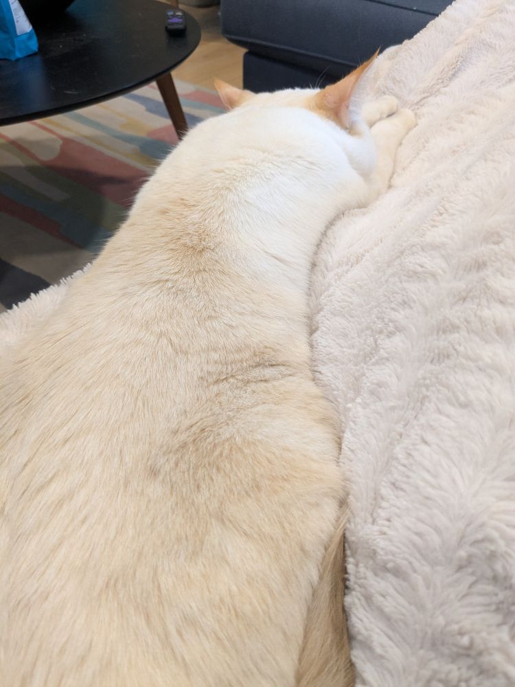 Puck, a cream and orange cat, lounges on a white furry blanket in my lap. She is long.