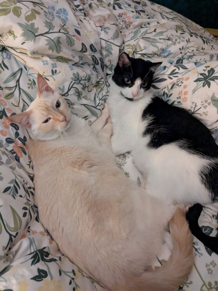 Two cats snuggling on a floral duvet. One is toasty cream and the other is a tuxedo.