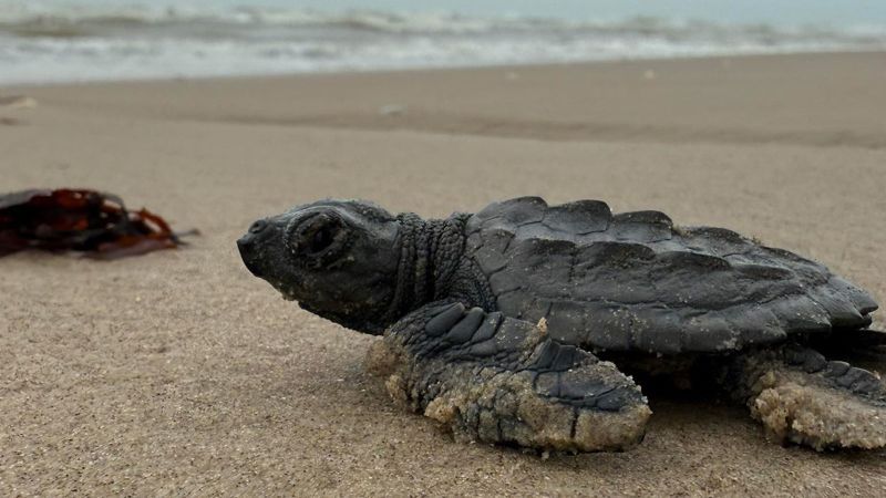 Endangered turtles share this Mexican beach with SpaceX rocket debris. The company says there’s no risk of harm | CNN