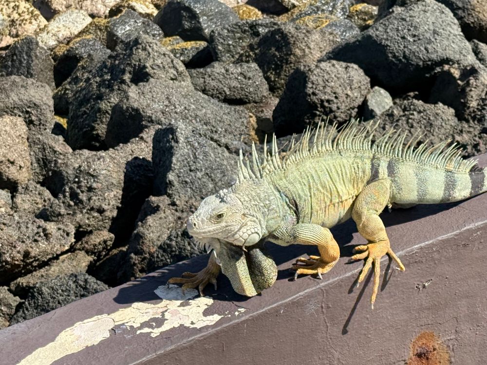 A green an yellow iguana sitting : brown barrier, with greyish rocks to the left.