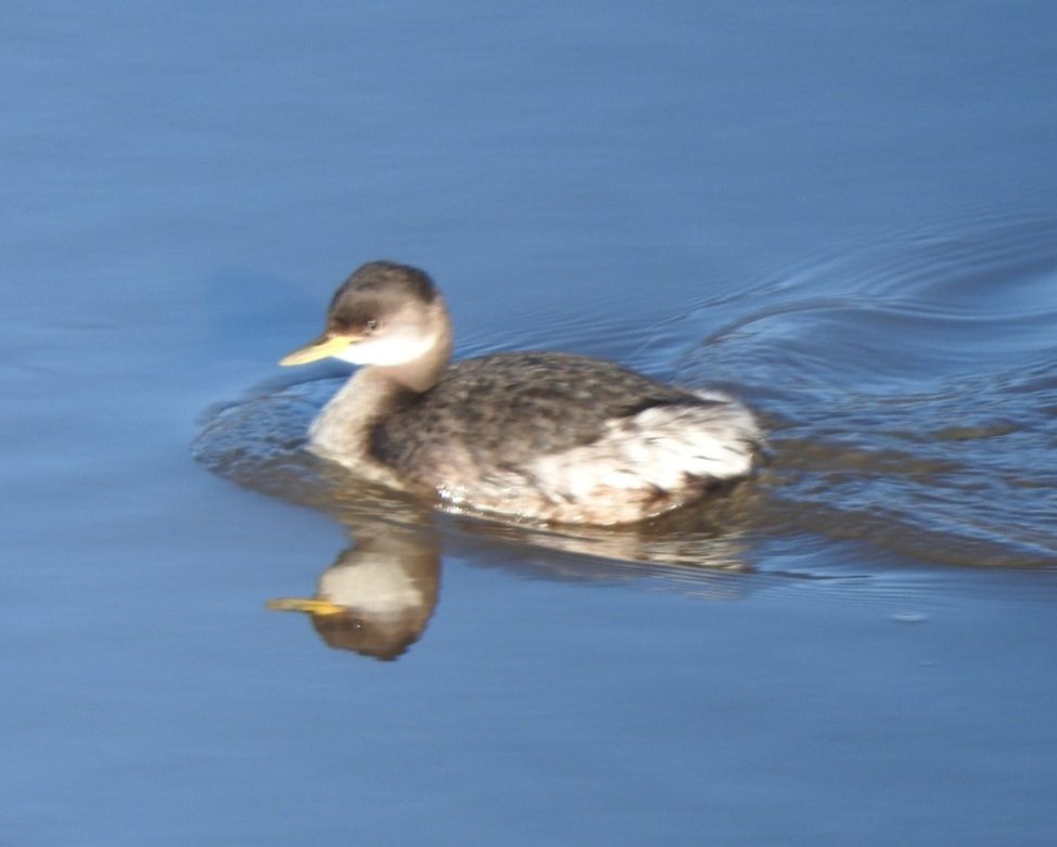 Red-necked Grebe 