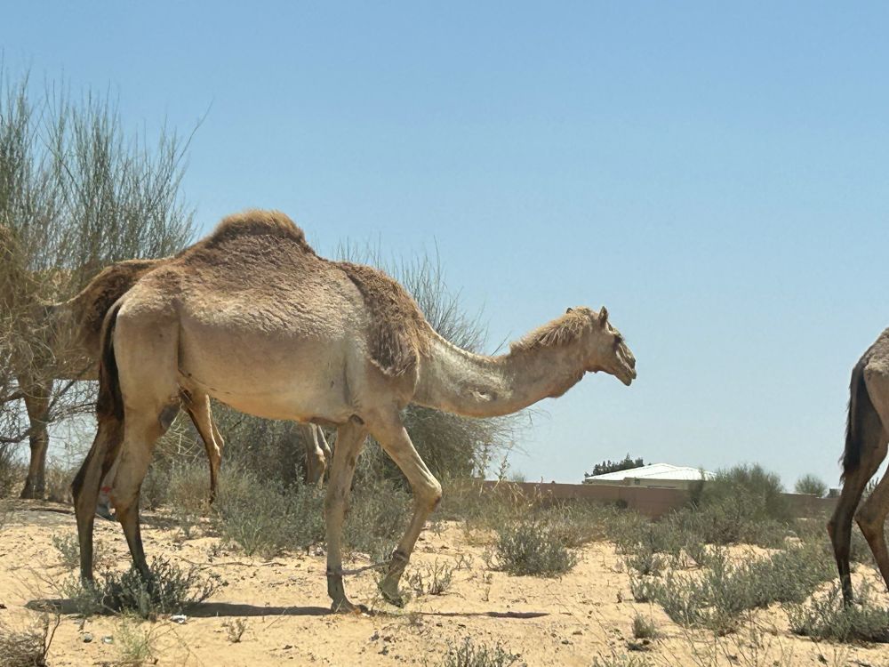 Camel grazing 